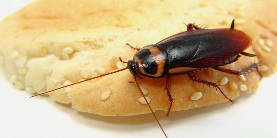 Natural Pest Control Methods