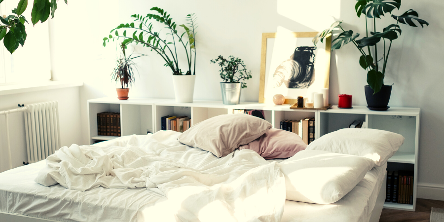 15 indoor plants that will purify the air in your home