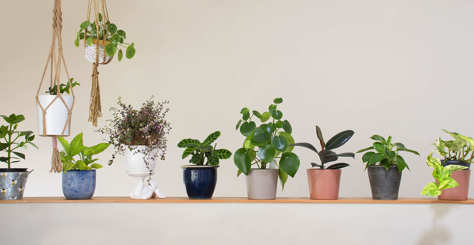 Being an indoor Plant Parent can Change your Life - by Siobhan Vermaak, Plant Baby